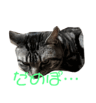 我が家の猫達♪（個別スタンプ：6）