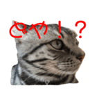 我が家の猫達♪（個別スタンプ：8）