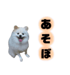 ポメラニアンのガロ（個別スタンプ：3）