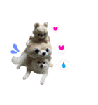 ポメラニアンのガロ（個別スタンプ：7）
