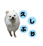 ポメラニアンのガロ（個別スタンプ：8）