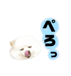 ポメラニアンのガロ（個別スタンプ：9）