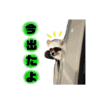 ポメラニアンのガロ（個別スタンプ：11）