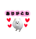 ポメラニアンのガロ（個別スタンプ：12）