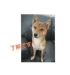 豆柴ハナ（個別スタンプ：1）
