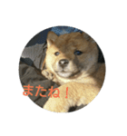 豆柴ハナ（個別スタンプ：3）