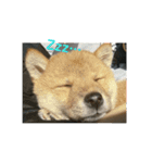 豆柴ハナ（個別スタンプ：4）