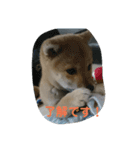 豆柴ハナ（個別スタンプ：5）