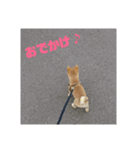 豆柴ハナ（個別スタンプ：10）