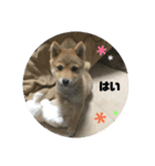 豆柴ハナ（個別スタンプ：12）