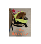 豆柴ハナ（個別スタンプ：14）