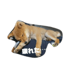 豆柴ハナ（個別スタンプ：15）