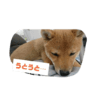 豆柴ハナ（個別スタンプ：16）