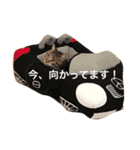 塩猫ozu（個別スタンプ：8）