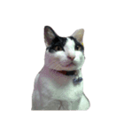 Abby Zhanは猫です（個別スタンプ：1）