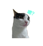 Abby Zhanは猫です（個別スタンプ：2）