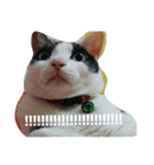 Abby Zhanは猫です（個別スタンプ：4）