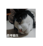 Abby Zhanは猫です（個別スタンプ：6）