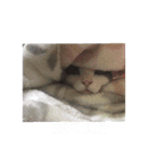 Abby Zhanは猫です（個別スタンプ：7）