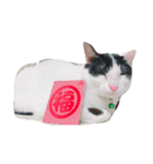 Abby Zhanは猫です（個別スタンプ：8）