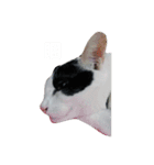 Abby Zhanは猫です（個別スタンプ：10）