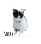 Abby Zhanは猫です（個別スタンプ：12）
