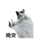 Abby Zhanは猫です（個別スタンプ：15）