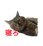 りんりんりんり（個別スタンプ：2）