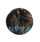 りんりんりんり（個別スタンプ：3）