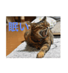 りんりんりんり（個別スタンプ：4）