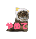 りんりんりんり（個別スタンプ：5）