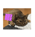 りんりんりんり（個別スタンプ：6）