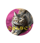 りんりんりんり（個別スタンプ：8）