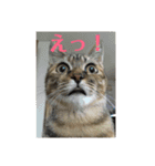 りんりんりんり（個別スタンプ：9）