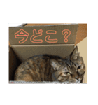 りんりんりんり（個別スタンプ：10）