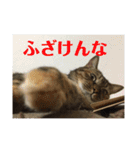 りんりんりんり（個別スタンプ：13）