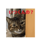 りんりんりんり（個別スタンプ：14）