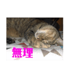 りんりんりんり（個別スタンプ：15）