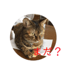 りんりんりんり（個別スタンプ：16）