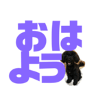 トイプードルとシーズーのMIX犬エマ第7弾（個別スタンプ：1）