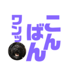 トイプードルとシーズーのMIX犬エマ第7弾（個別スタンプ：3）