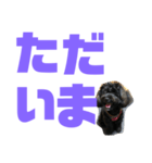 トイプードルとシーズーのMIX犬エマ第7弾（個別スタンプ：4）