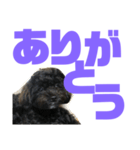 トイプードルとシーズーのMIX犬エマ第7弾（個別スタンプ：9）