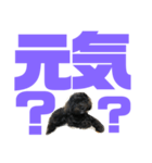 トイプードルとシーズーのMIX犬エマ第7弾（個別スタンプ：11）