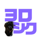 トイプードルとシーズーのMIX犬エマ第7弾（個別スタンプ：12）
