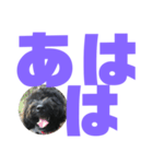 トイプードルとシーズーのMIX犬エマ第7弾（個別スタンプ：14）
