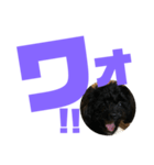 トイプードルとシーズーのMIX犬エマ第7弾（個別スタンプ：15）