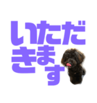 トイプードルとシーズーのMIX犬エマ第7弾（個別スタンプ：17）