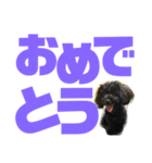 トイプードルとシーズーのMIX犬エマ第7弾（個別スタンプ：19）