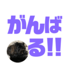 トイプードルとシーズーのMIX犬エマ第7弾（個別スタンプ：20）
